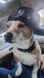 Reunited Male Dog last seen In Burger King parking lot and was just gone and couldn't find him, Candler, NC 28715