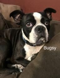 Reunited Male Dog last seen WCR and west University, Odessa Texas , Odessa, TX 79763