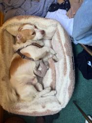 Found/Stray Male Dog last seen Carl & Mariposa, Richmond, CA 94804
