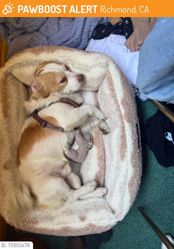 Found/Stray Male Dog last seen Carl & Mariposa, Richmond, CA 94804