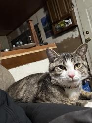 Lost Male Cat last seen Near bypass road, Williamsburg, VA 23185