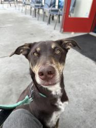 Reunited Female Dog last seen Locust, Boise, ID 83712