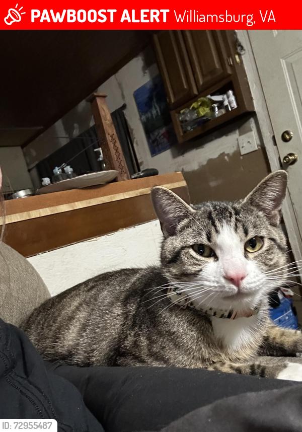 Lost Male Cat last seen Near bypass road, Williamsburg, VA 23185