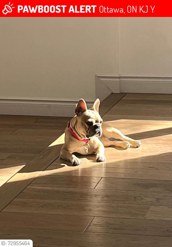 Lost Female Dog last seen Near Hollybrook Crescent, Ottawa, ON K1J 7Y6