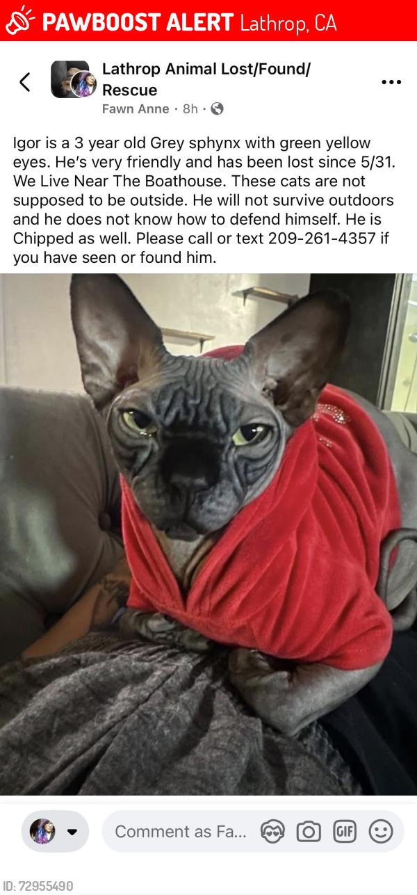 Lost Male Cat last seen Admiral way, Lathrop, CA 95330