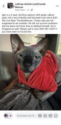 Lost Male Cat last seen Admiral way, Lathrop, CA 95330