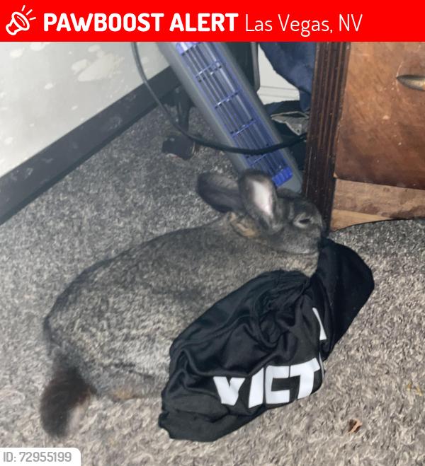 Lost Male Rabbit last seen Boulder Station Casino, Las Vegas, NV 89121