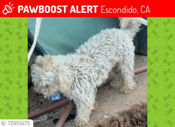Lost Male Dog last seen Rockwood rd , Escondido, CA 92027