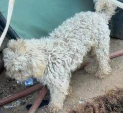 Lost Male Dog last seen Rockwood rd , Escondido, CA 92027
