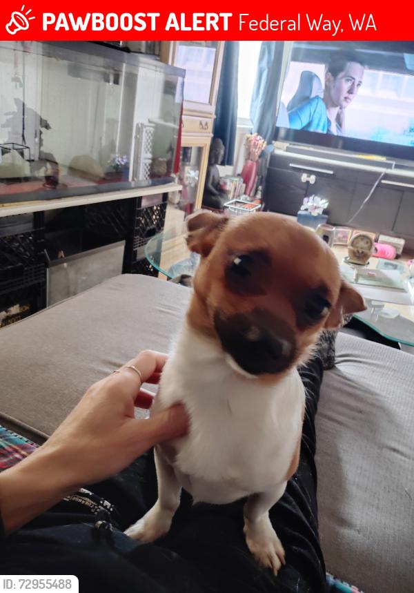 Lost Male Dog last seen 328th and 330th PL, Federal Way, WA 98003