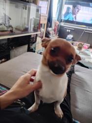Lost Male Dog last seen 328th and 330th PL, Federal Way, WA 98003