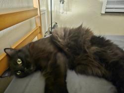 Reunited Male Cat last seen Near Elmshaven , Dayton, OH 45424