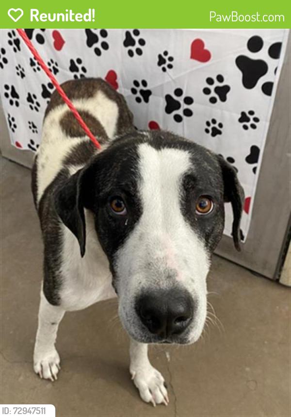 Reunited Female Dog last seen Village Glen, Dallas, TX 75206