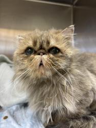Found/Stray Male Cat last seen  Tempe, Tempe, AZ 85281