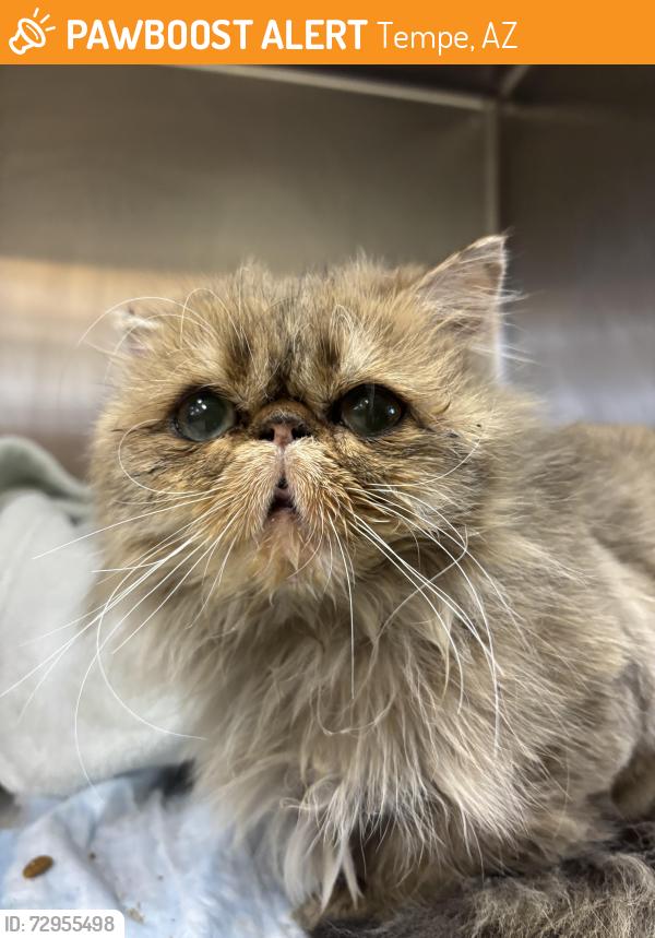 Found/Stray Male Cat last seen  Tempe, Tempe, AZ 85281
