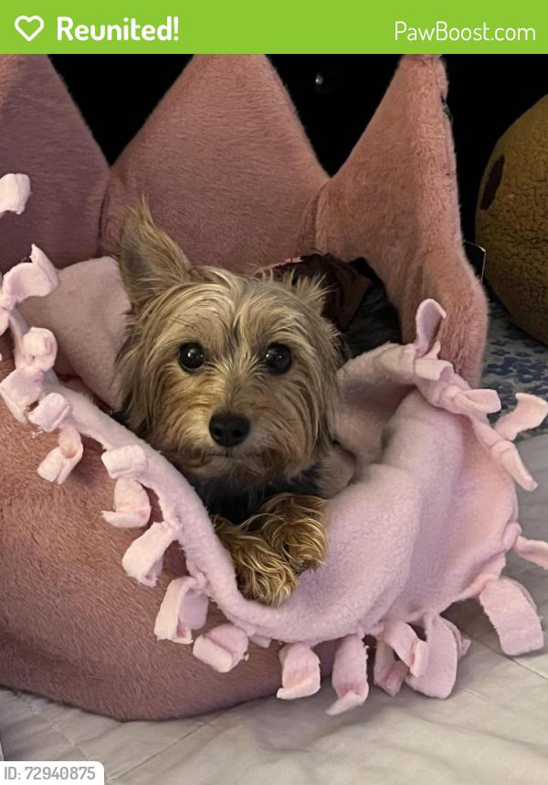 Reunited Female Dog last seen In Sandy Springs by Altmore Ave by the Medical Center Marta station, Sandy Springs, GA 30328