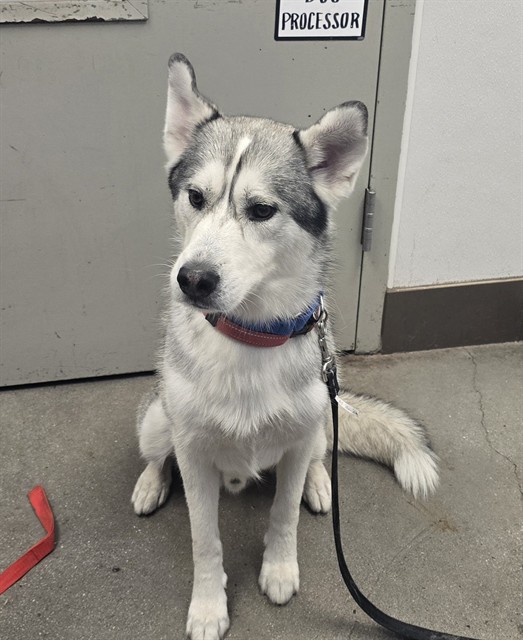Shelter Stray Male Dog last seen , Tucson, AZ 85745