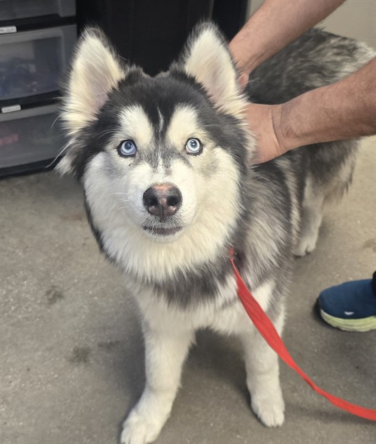 Shelter Stray Male Dog last seen , Tucson, AZ 85745