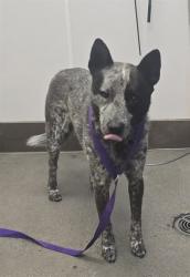 Shelter Stray Male Dog last seen , Tucson, AZ 85745