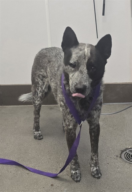 Shelter Stray Male Dog last seen , Tucson, AZ 85745