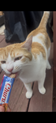 Found/Stray Unknown Cat last seen Robinson Park, Leesburg, Leesburg, VA 20176