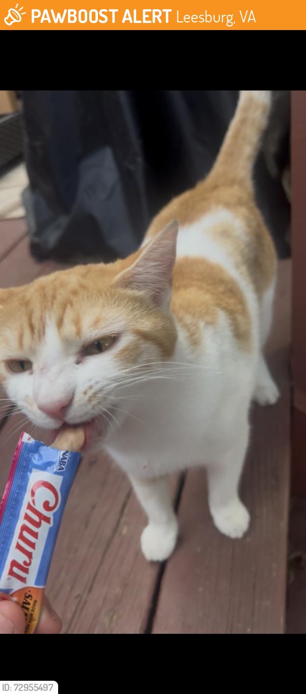 Found/Stray Unknown Cat last seen Robinson Park, Leesburg, Leesburg, VA 20176