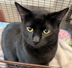 Shelter Stray Male Cat last seen , Tucson, AZ 85745
