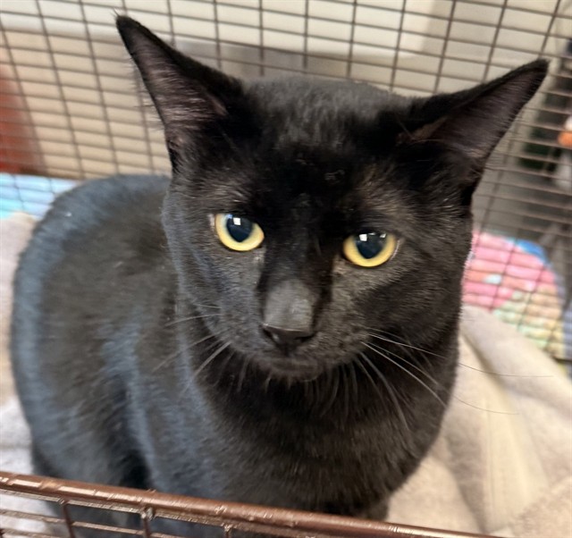 Shelter Stray Male Cat last seen , Tucson, AZ 85745