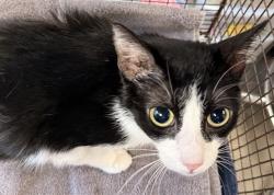 Shelter Stray Female Cat last seen , Tucson, AZ 85745