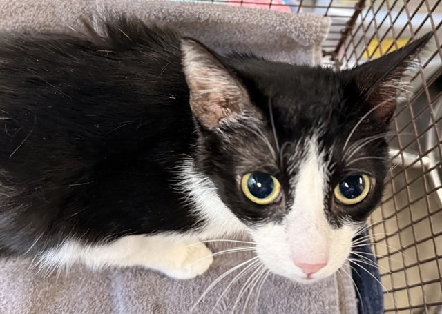 Shelter Stray Female Cat last seen , Tucson, AZ 85745
