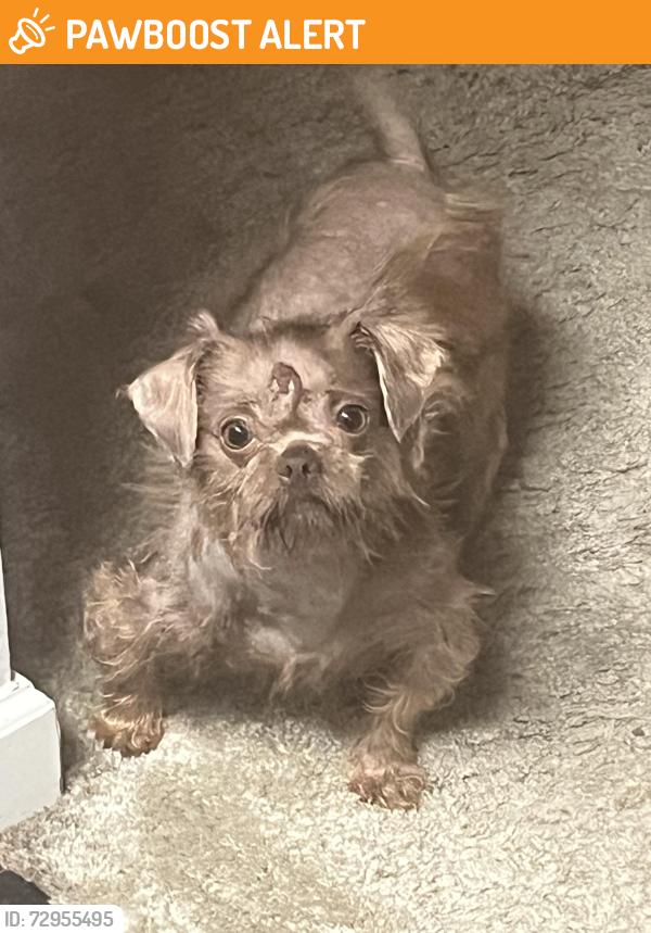 Found/Stray Female Dog last seen Sprouts on Marconi, Sacramento County, CA 95821