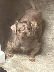 Found/Stray Female Dog last seen Sprouts on Marconi, Sacramento County, CA 95821