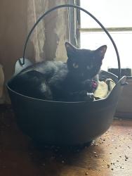 Lost Female Cat last seen Newport News campground, Newport News, VA 23603