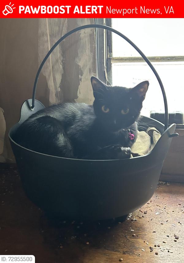 Lost Female Cat last seen Newport News campground, Newport News, VA 23603