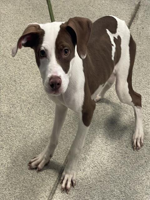 Shelter Stray Female Dog last seen Near BLOCK KILLEARN, TALLAHASSEE 32309, Tallahassee, FL 32311