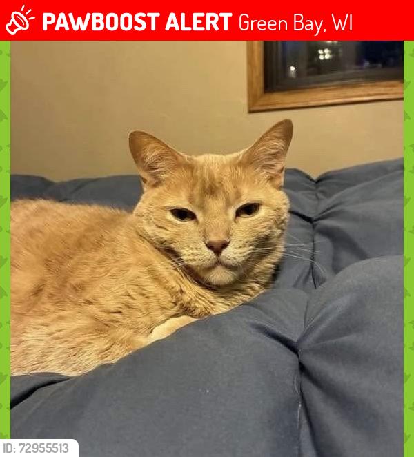 Lost Male Cat last seen University Ave, Cedar Lake apmts, Green Bay, WI 54302