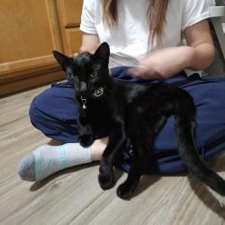 Reunited Male Cat last seen Border St and Woodside RD NE, Kitsap County, WA 98346