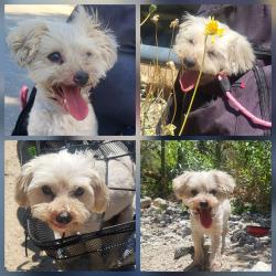 Reunited Female Dog last seen Mt. Emma Little Rock Damn area , Palmdale, CA 93552
