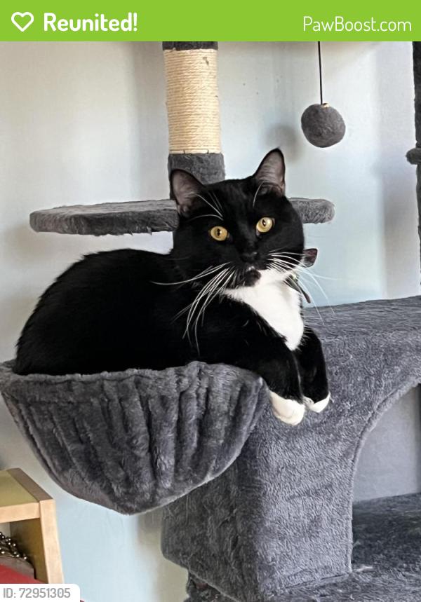 Reunited Male Cat last seen Kings Way Ct SW, Vienna, VA 22180, Vienna, VA 22180
