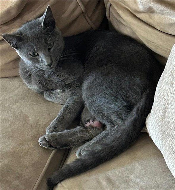 Shelter Stray Male Cat last seen GRAND AVE & ASTORIA ST, Sacramento, CA 95818