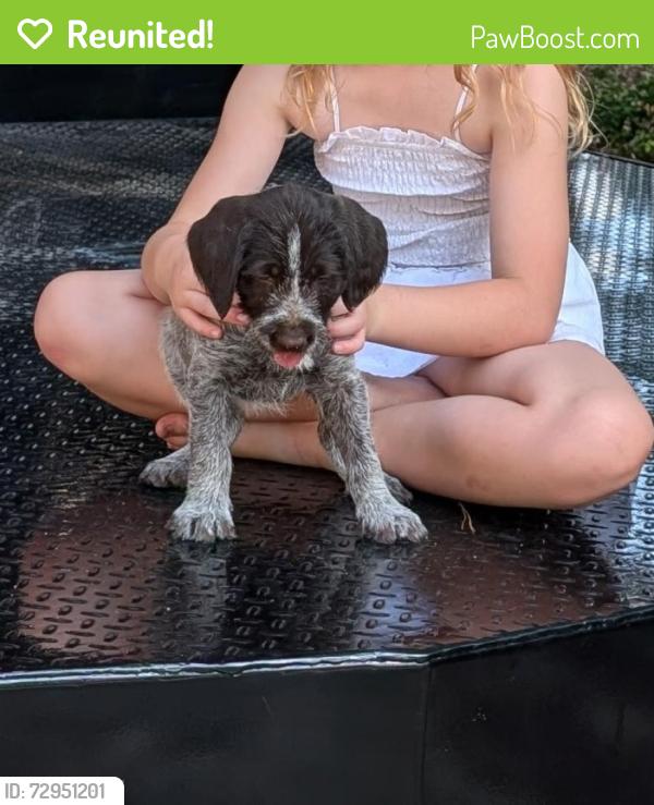 Reunited Female Dog last seen Cameron Rd/Little Rockfish Creek, Hope Mills, NC 28348