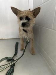 Shelter Stray Female Dog last seen LEMON HILL AVE & EMERALD CREEK CT, Sacramento, CA 95818