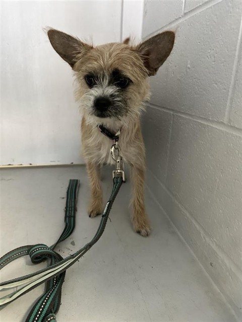 Shelter Stray Female Dog last seen LEMON HILL AVE & EMERALD CREEK CT, Sacramento, CA 95818