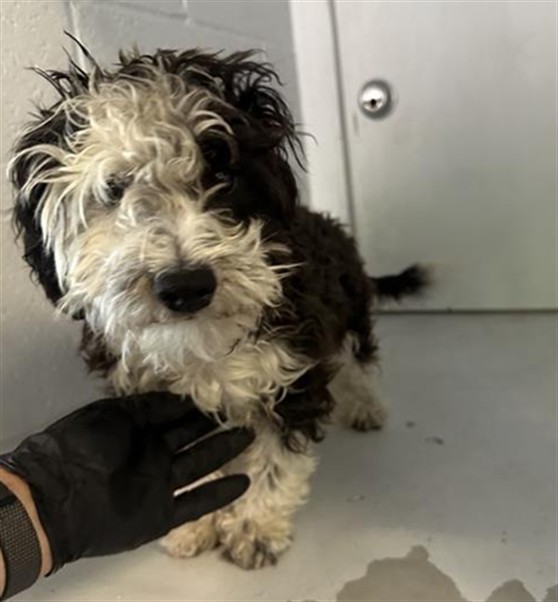 Shelter Stray Female Dog last seen 34TH ST & 4TH AVE, Sacramento, CA 95818