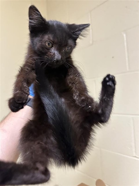 Shelter Stray Female Cat last seen KEVINBERG DR & VALLEY LARK DR, Sacramento, CA 95818