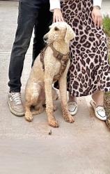 Reunited Male Dog last seen Rockwood rd 28216, Charlotte, NC 28216
