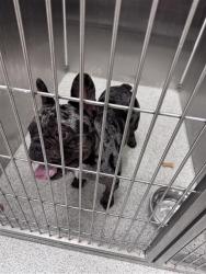 Shelter Stray Unknown Dog last seen EGRET DR / WREN CIR, Elk Grove, CA 95624