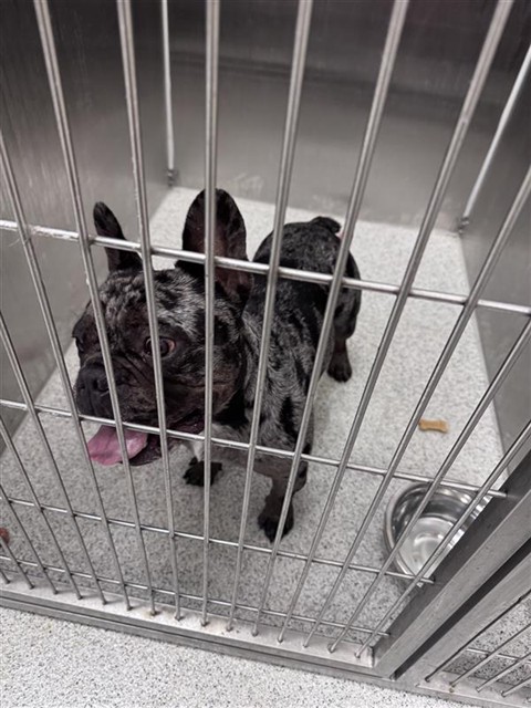 Shelter Stray Unknown Dog last seen EGRET DR / WREN CIR, Elk Grove, CA 95624