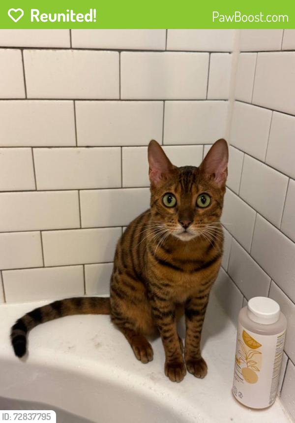 Reunited Female Cat last seen Near W Jones Avenue, San Antonio, TX 78215