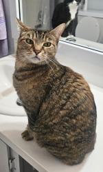 Lost Female Cat last seen Cookies on Ne 162nd halsey , Portland, OR 97230